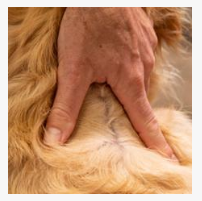 0.67 مل للكلاب فيبرونيل سبوت أون 0.67 مل للكلاب فيبرونيل سبوت أون