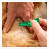 0.67 مل للكلاب فيبرونيل سبوت أون 0.67 مل للكلاب فيبرونيل سبوت أون