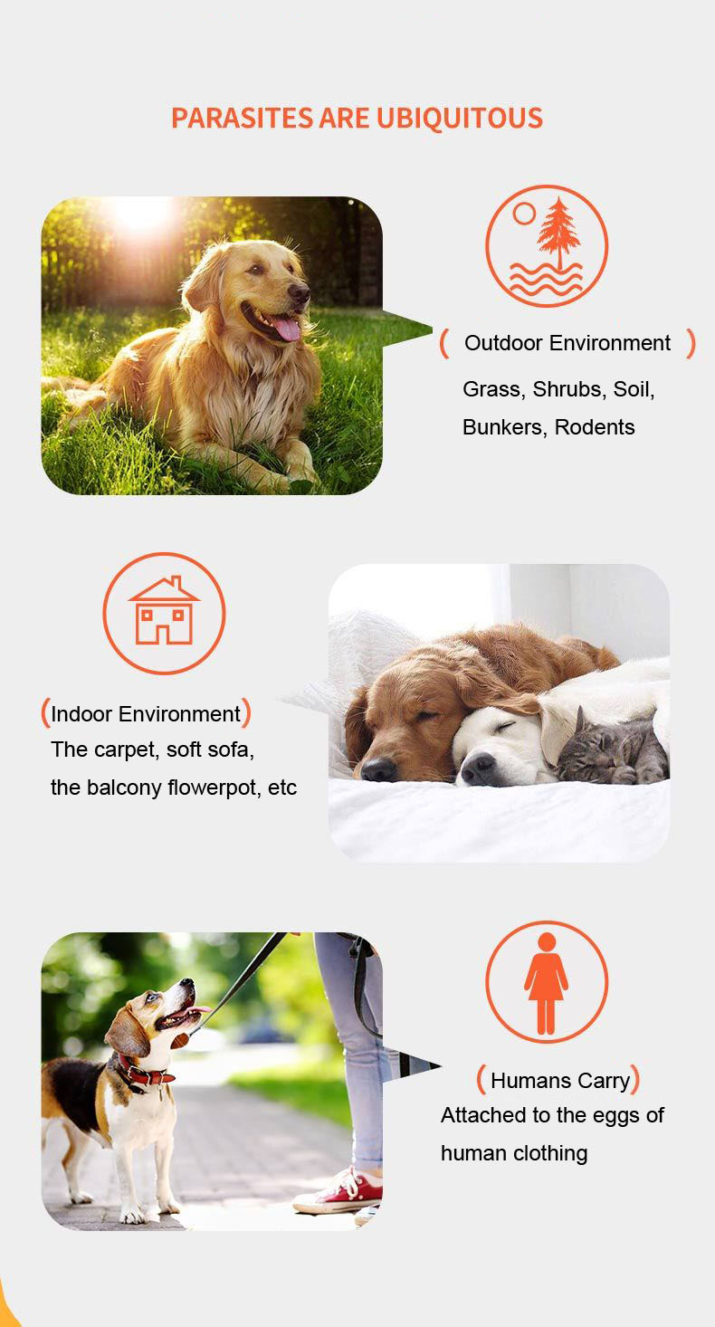 parasites are ubiquitous.jpg parasites are ubiquitous.jpg