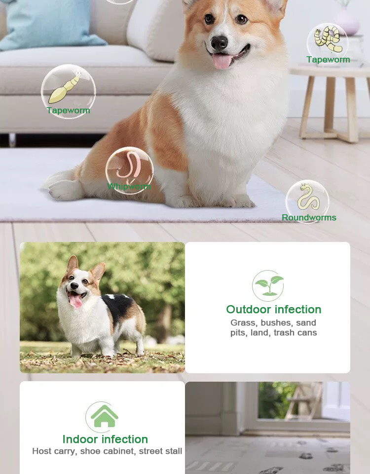 0.1g แท็บเล็ตผสม Febantel สำหรับสุนัข.jpg 0.1g แท็บเล็ตผสม Febantel สำหรับสุนัข.jpg